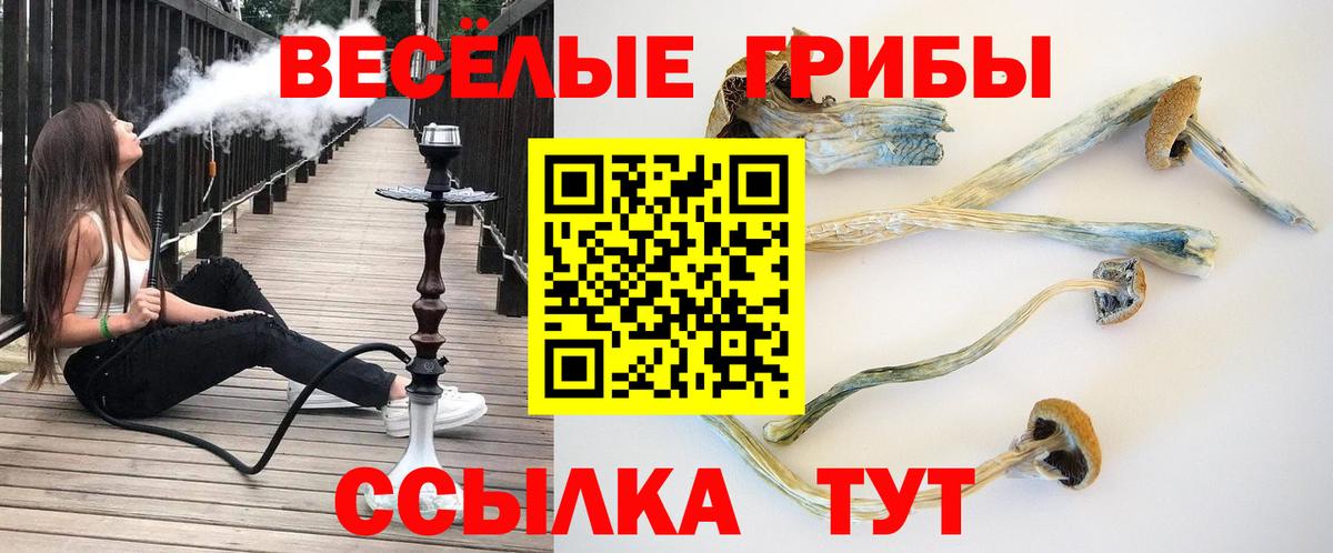 Псилоцибиновые грибы Cubensis  Вход с VPN  Ступино 
